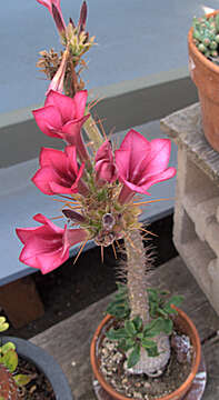 Image of Pachypodium