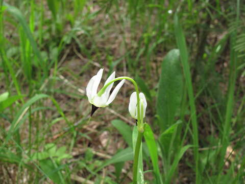 Слика од Dodecatheon meadia L.