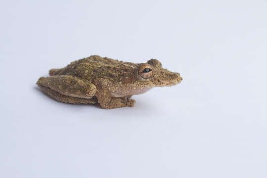 Image of Boulenger's Snouted Treefrog