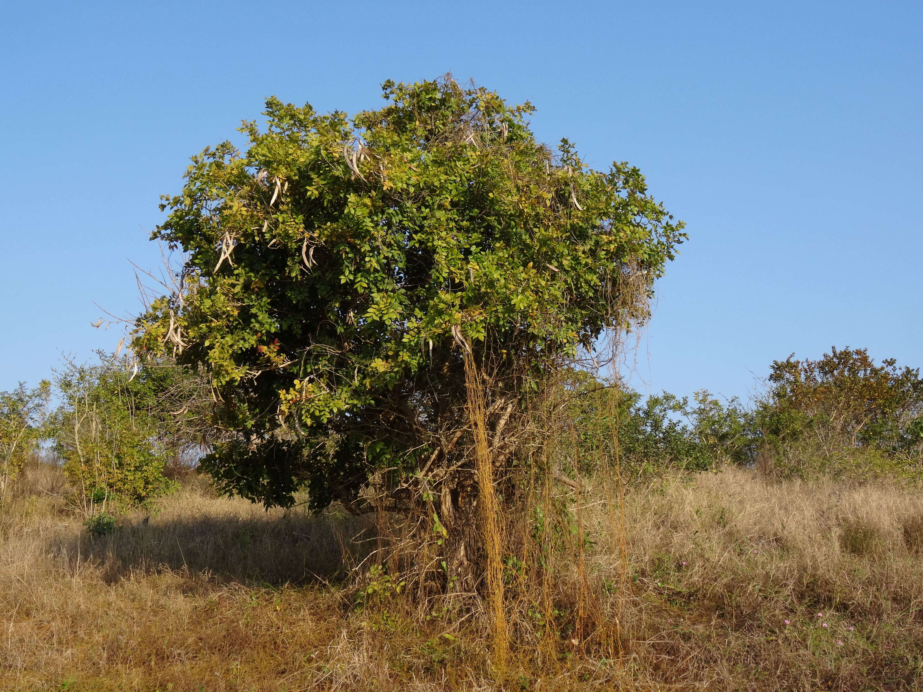 صورة Dolichandrone alba (Sim) Sprague