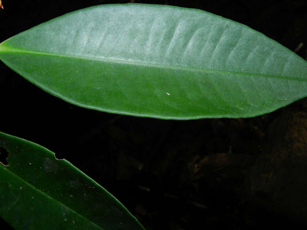 Plancia ëd Ardisia dunlapiana P. H. Allen