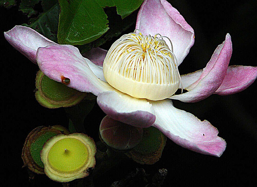 Image of Heaven Lotus