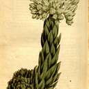 Image of <i>Sempervivum soboliferum</i> Sims (1812)