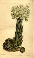 صورة Magnoliophyta