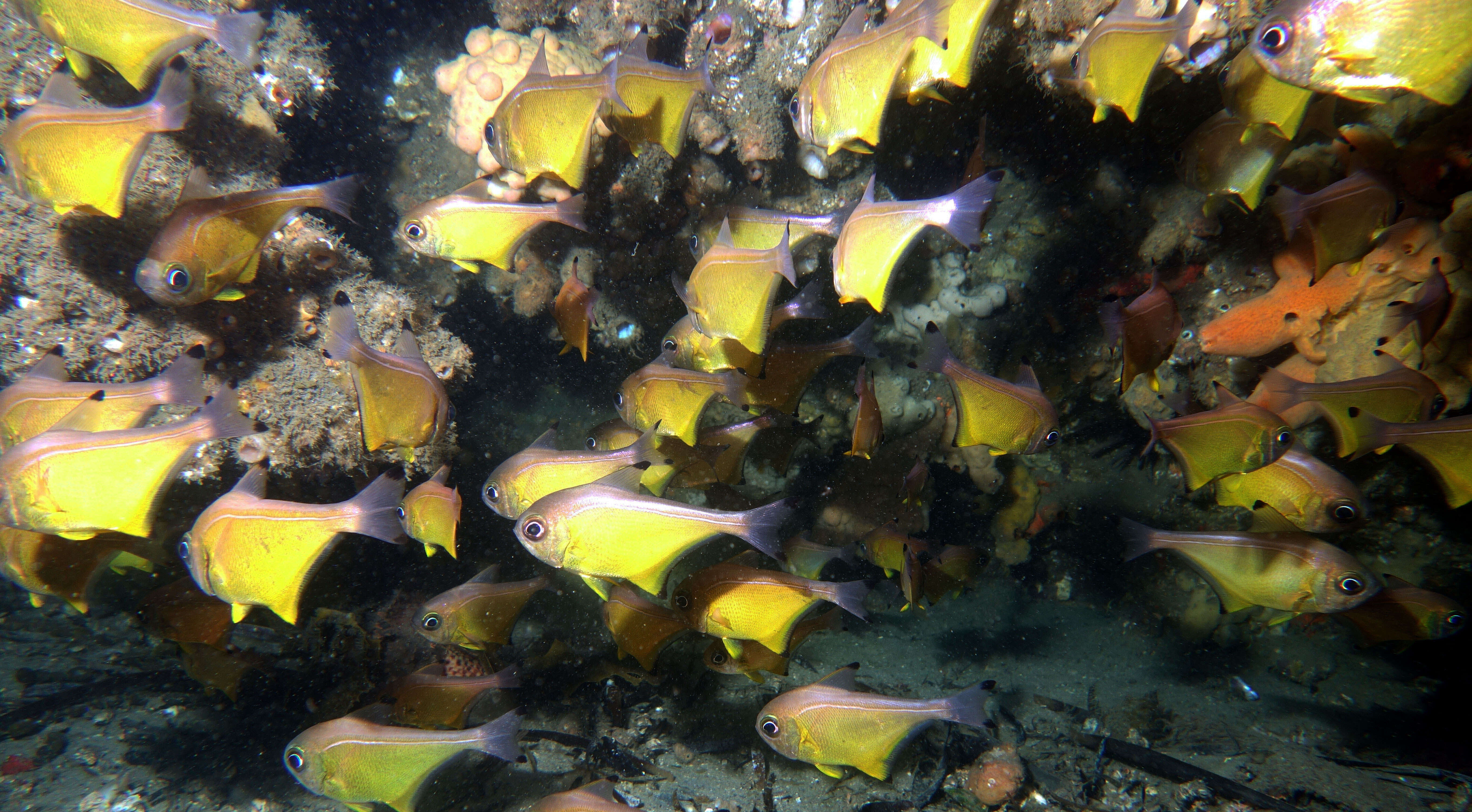 Imagem de Pempheris affinis McCulloch 1911