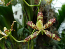 Image of Dancing-lady orchids