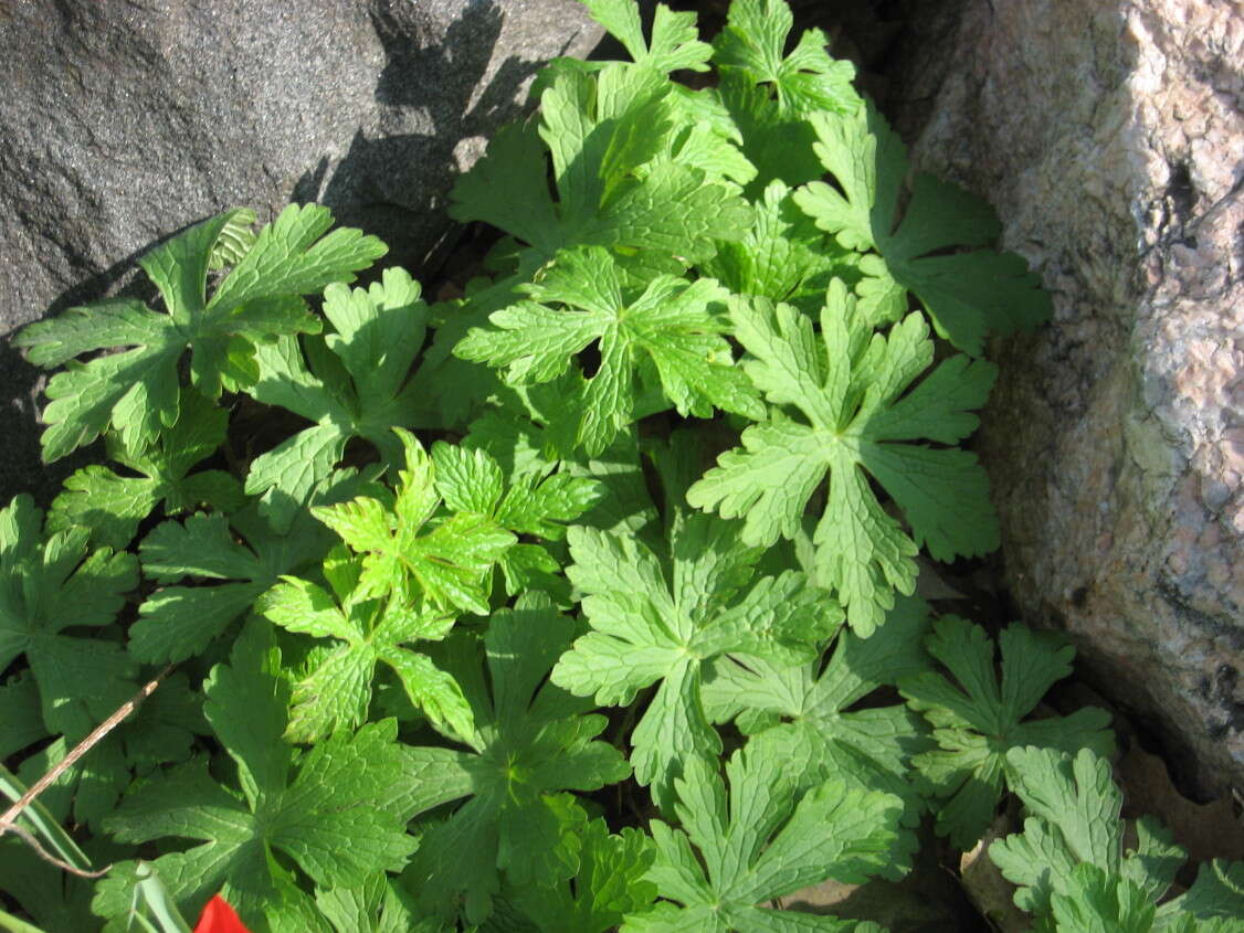 Imagem de Geranium maculatum L.