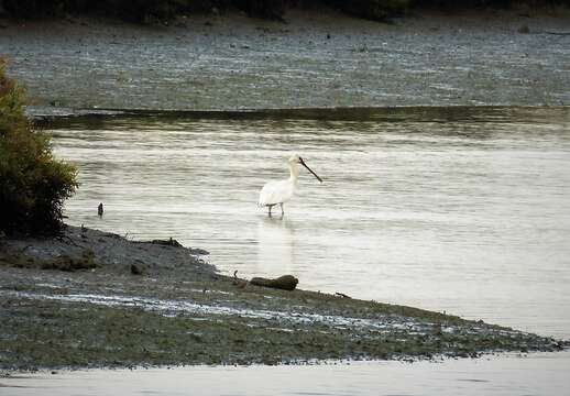 Plancia ëd Platalea leucorodia Linnaeus 1758