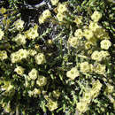 Image of Fabiana foliosa (Speg.) S. C. Arroyo