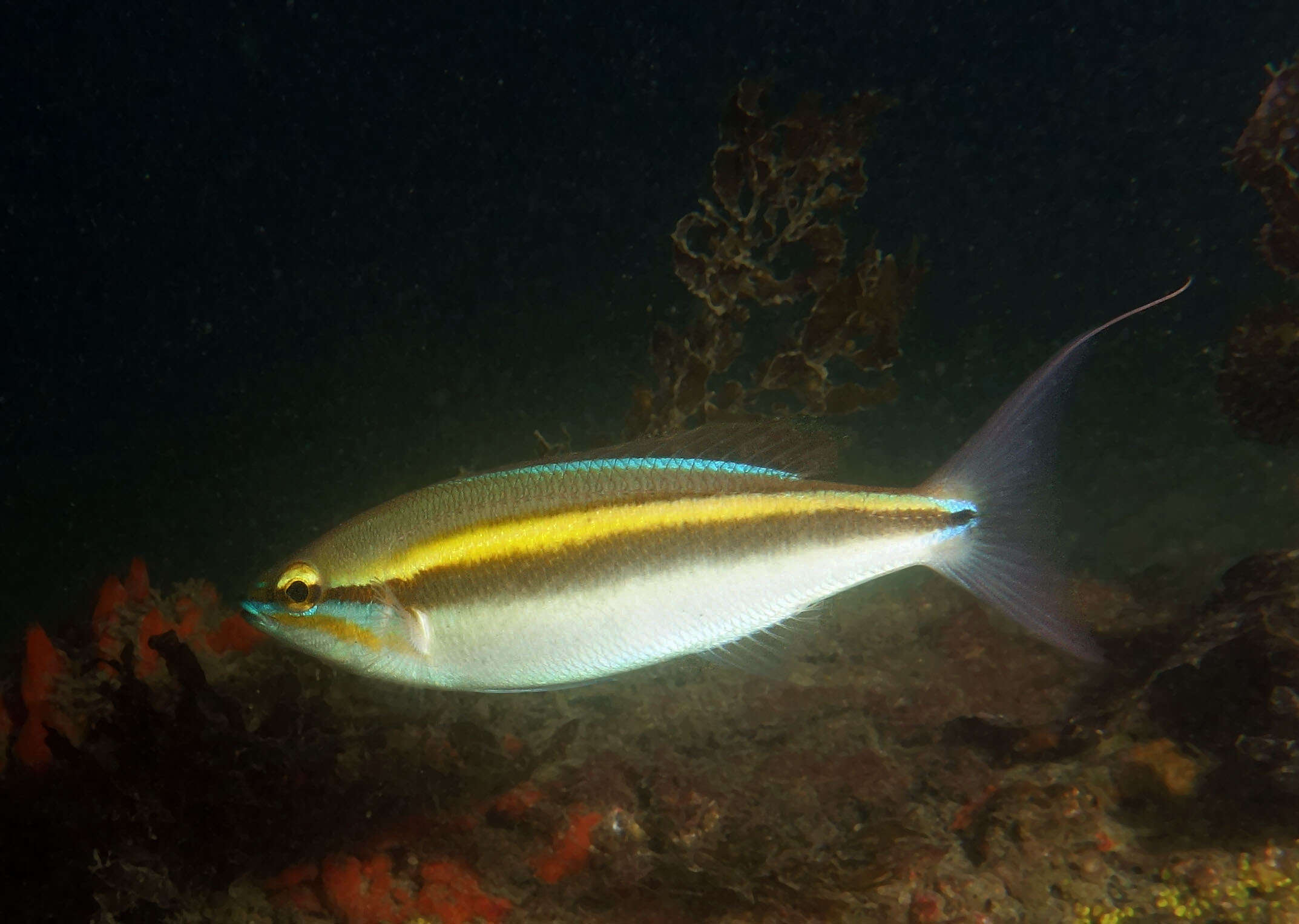 Image of Blue-faced whiptail