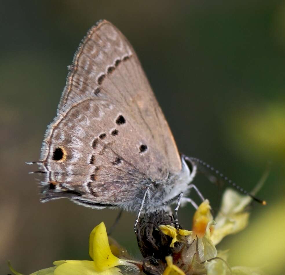 Image of Lycaenidae