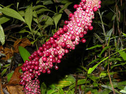 Image of Anthurium clavigerum Poepp.