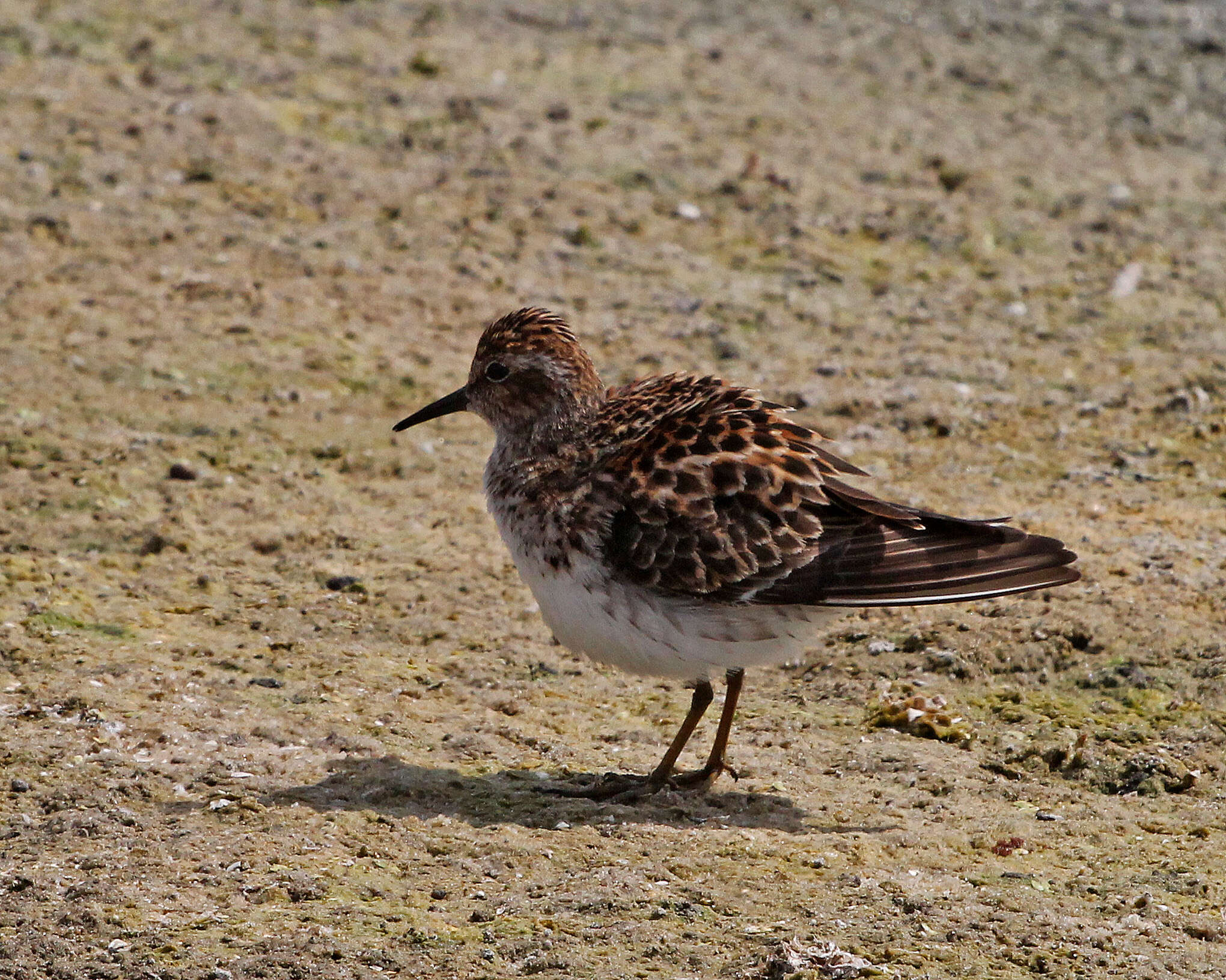 Image of Calidris Merrem 1804