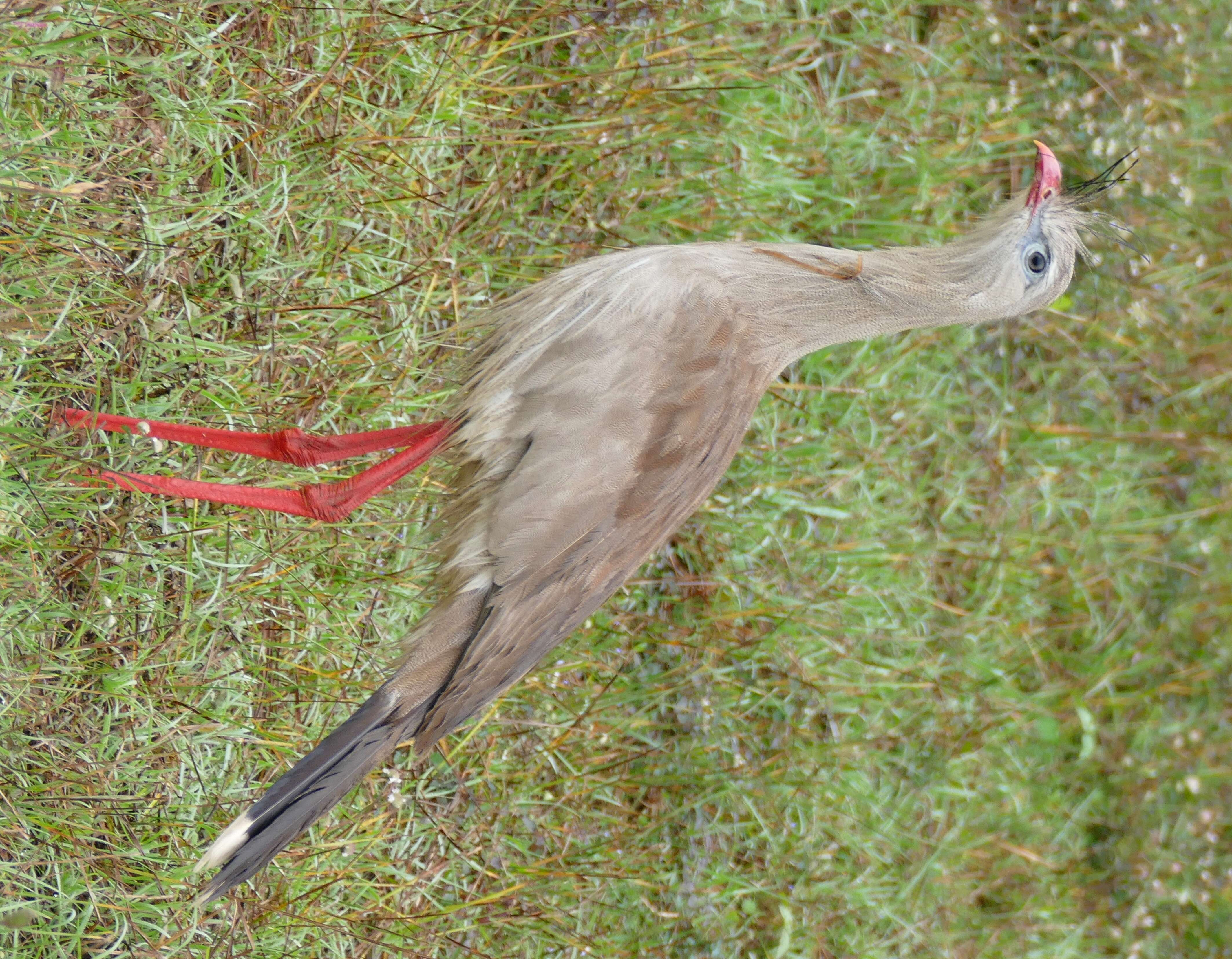 Image of Cariamiformes