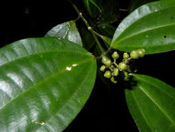 Image of Miconia gracilis Triana