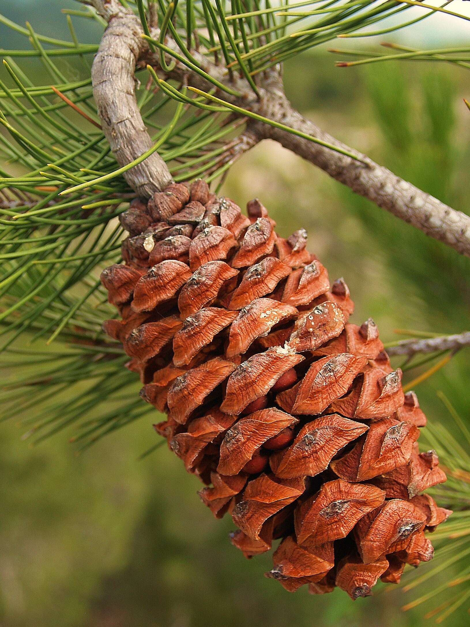 Image of Nelson Pinyon Pine