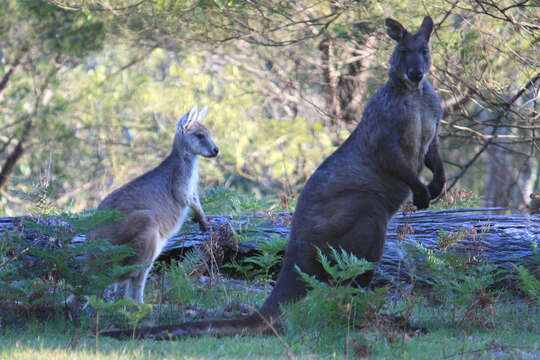 Image of Red kangaroo