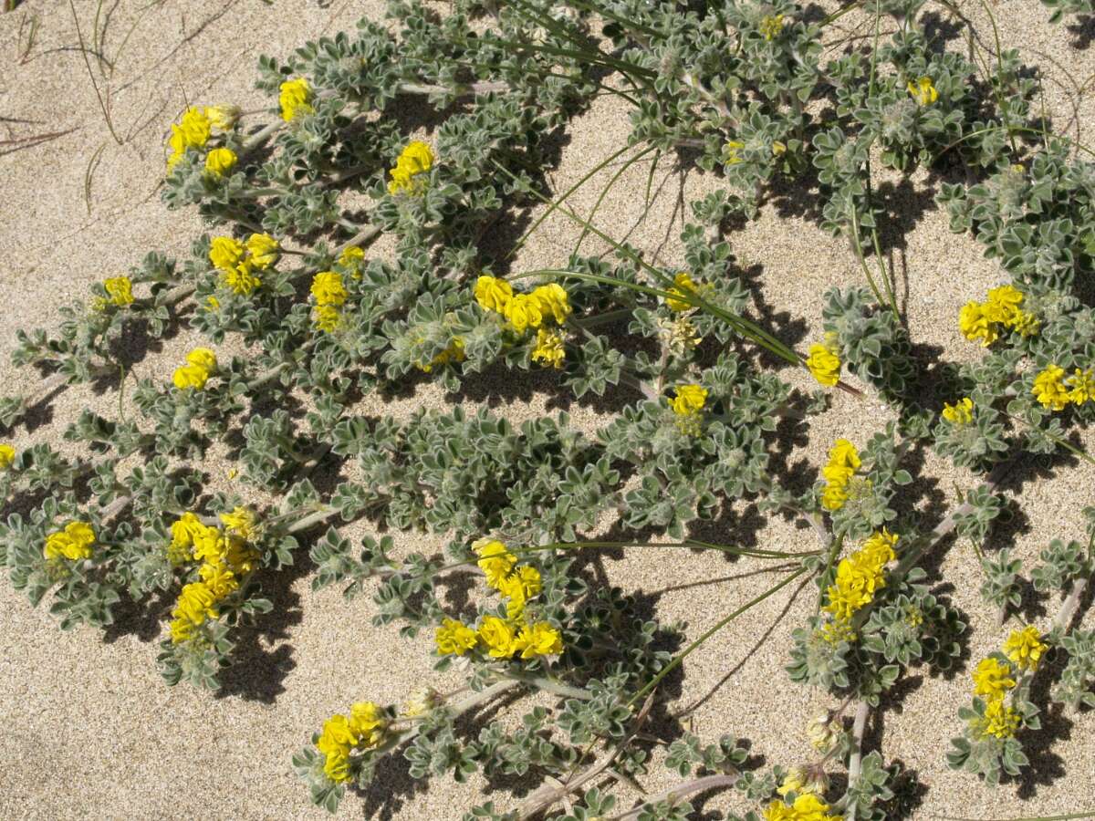 Image of Sea Medick