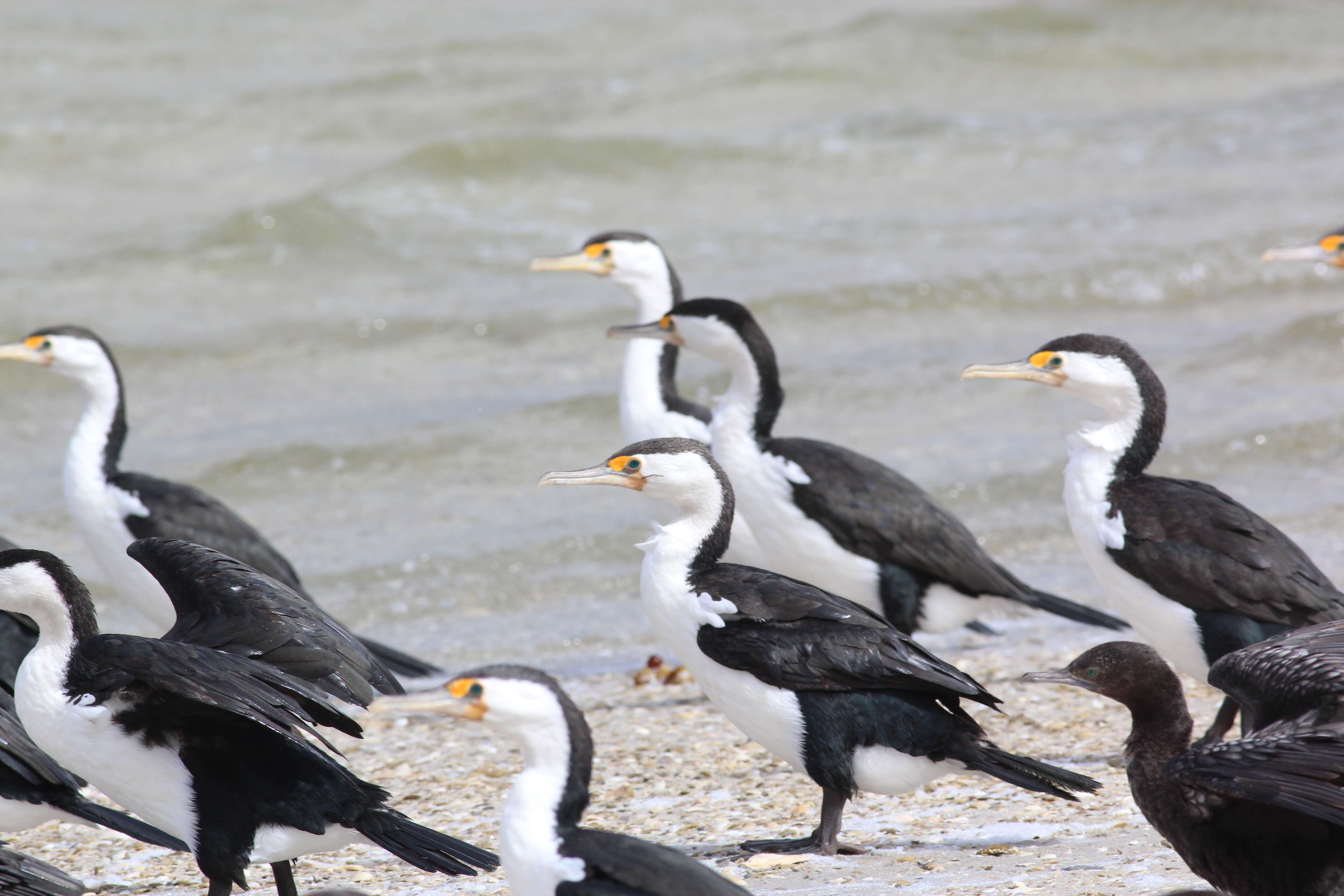 Image of Australian Pied Cormorant