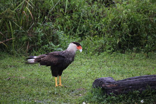 Image of Crested Caracara