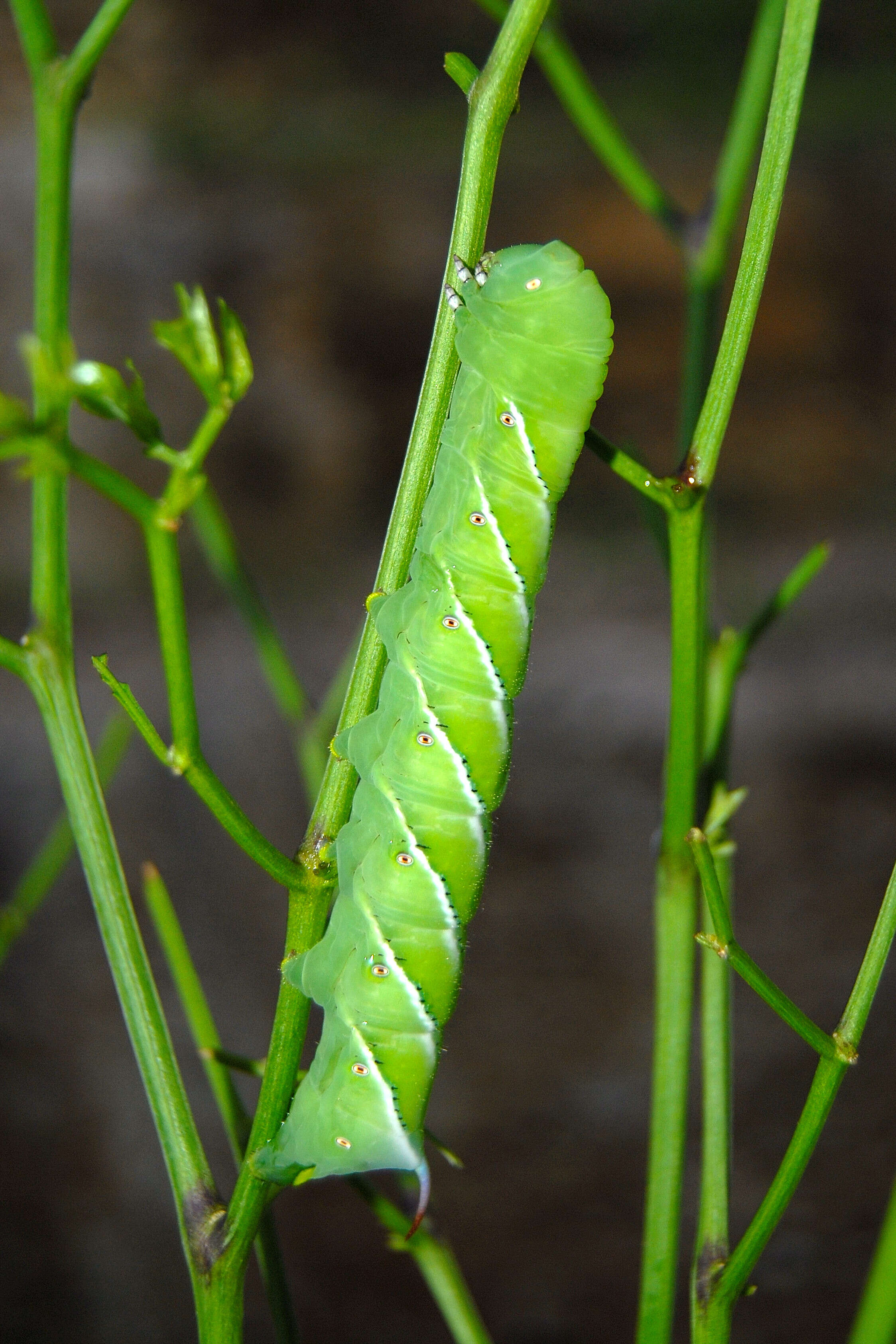 Image of Carolina sphinx