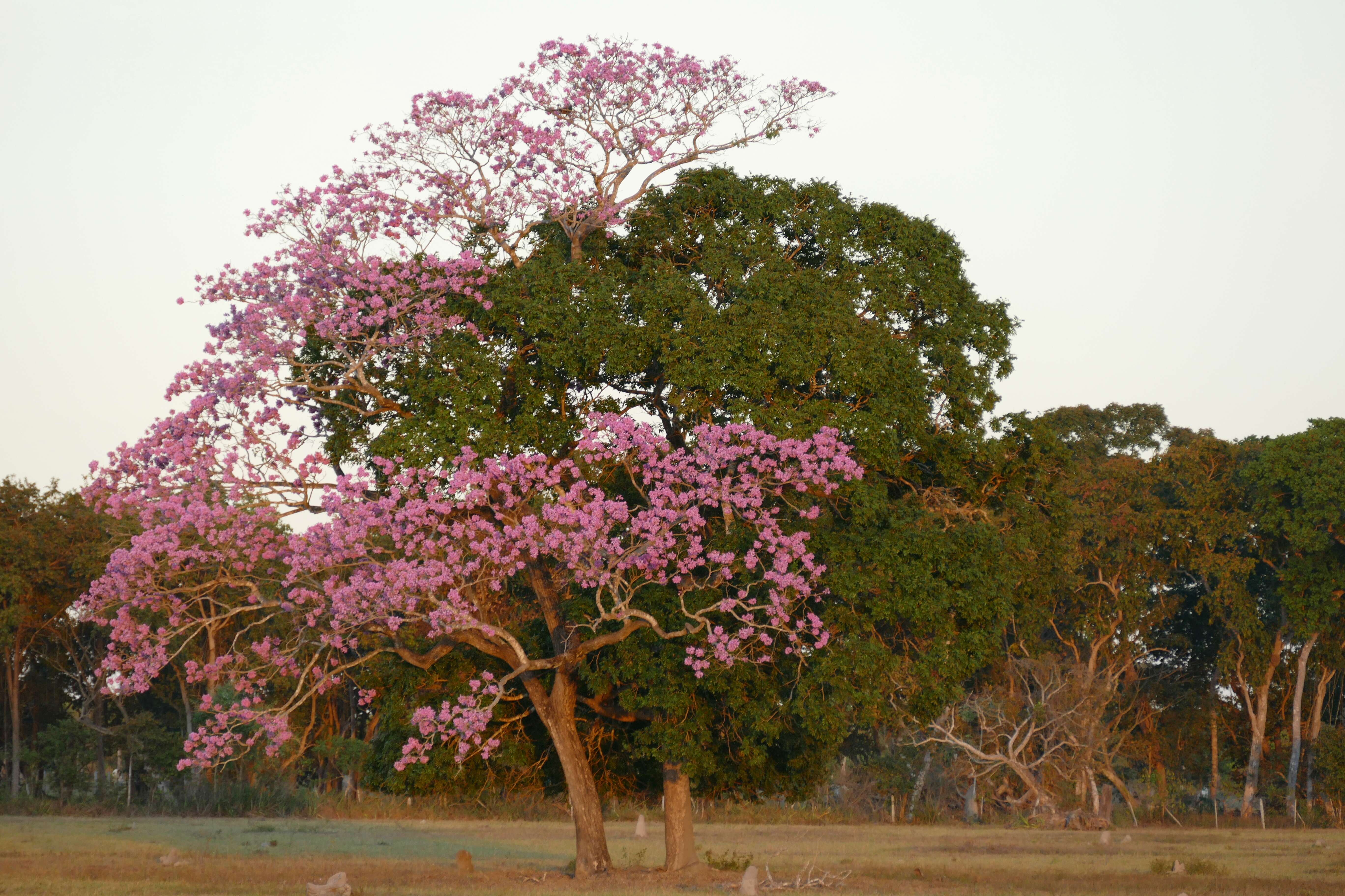 صورة Handroanthus heptaphyllus (Mart.) Mattos