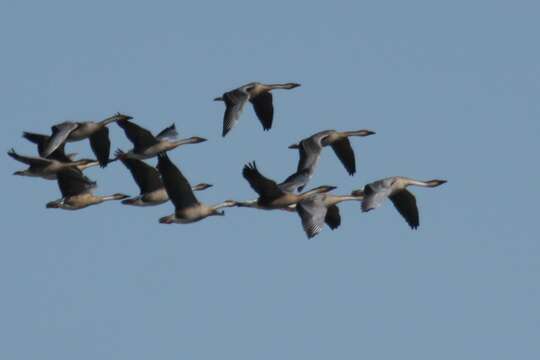 Image of Swan Goose