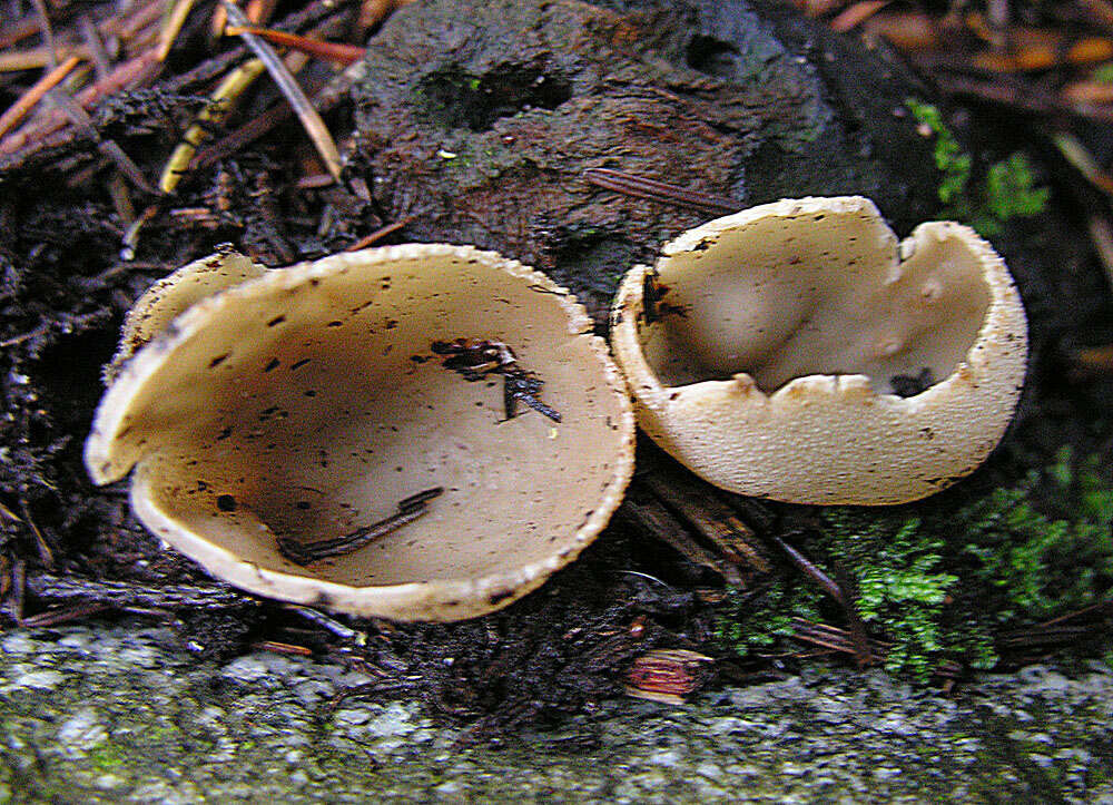 Image of cup fungi