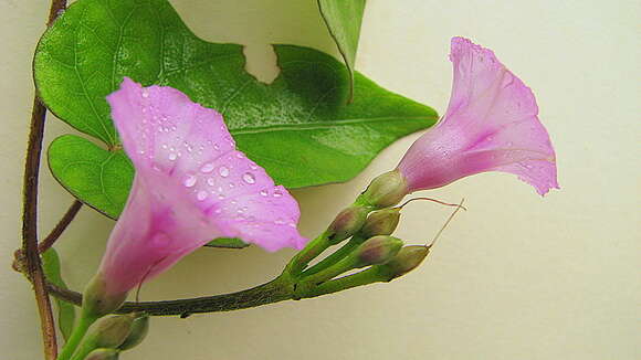 Image of Ipomoea cynanchifolia Meisn.