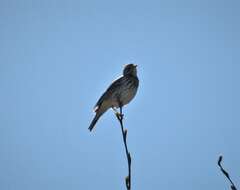 Image of Tree Pipit