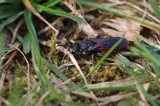 Image de Sphecodes Latreille 1804