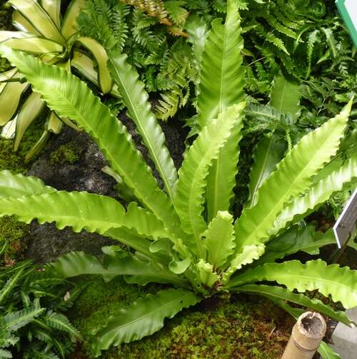 Image of Asplenium antiquum Mak.