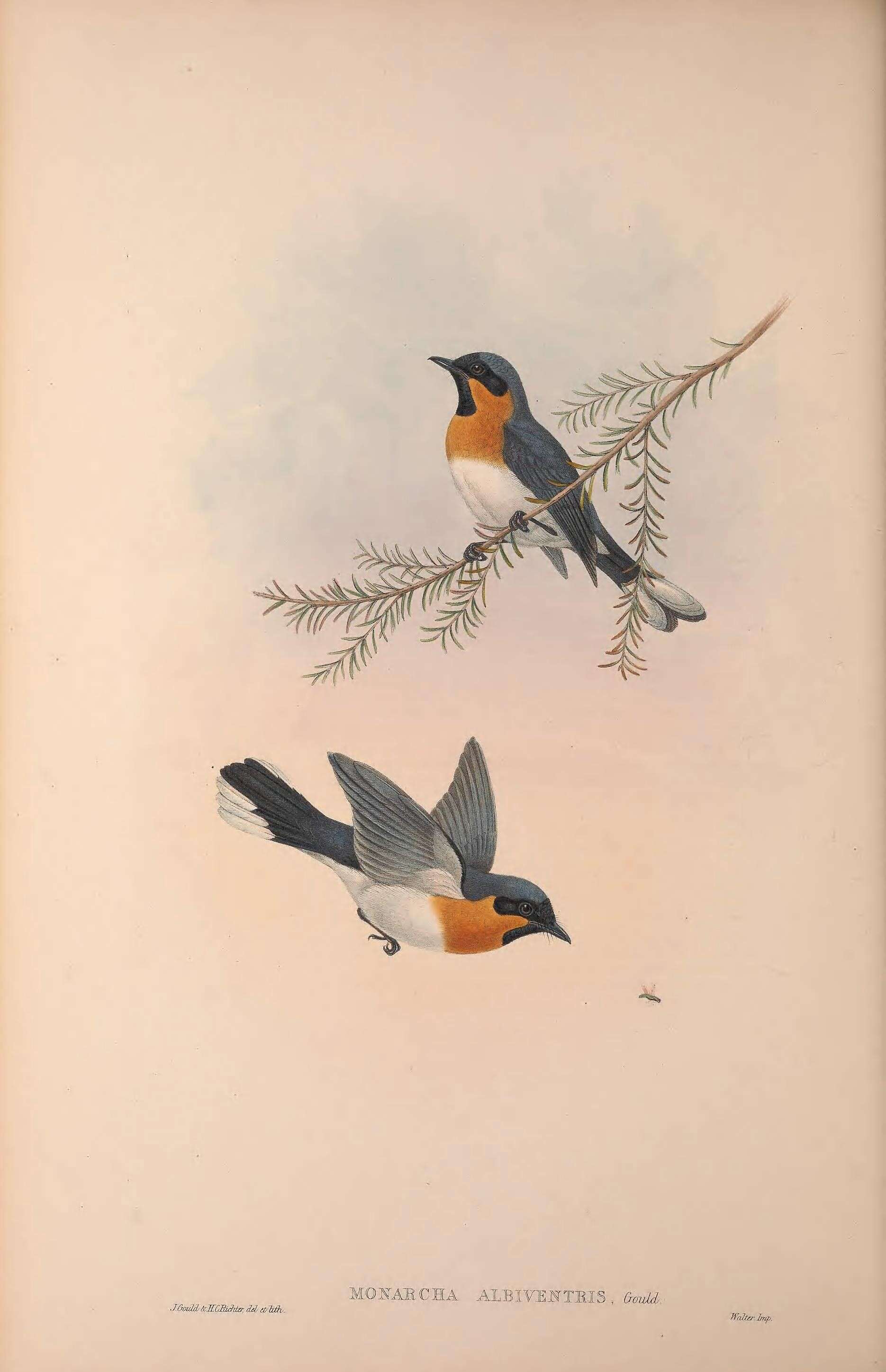 Слика од Symposiachrus trivirgatus (Temminck 1826)