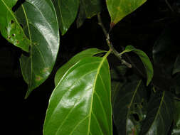 Imagem de Nectandra membranacea (Sw.) Griseb.