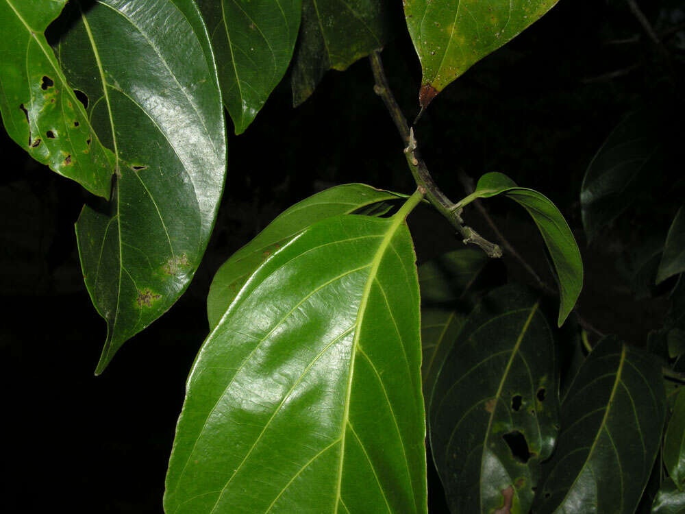 Image de Nectandra membranacea (Sw.) Griseb.