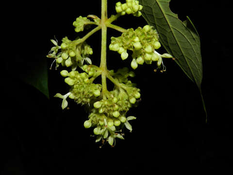 Image of Aegiphila cephalophora Standl.