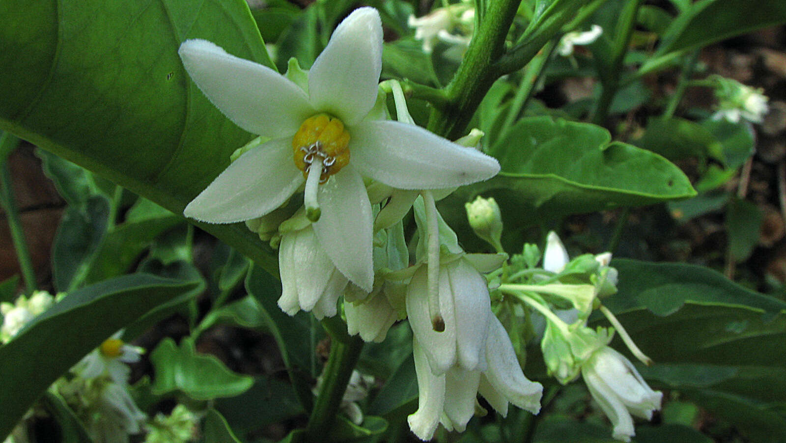 Image of Solanum warmingii Hiern