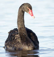 Image of Black Swan