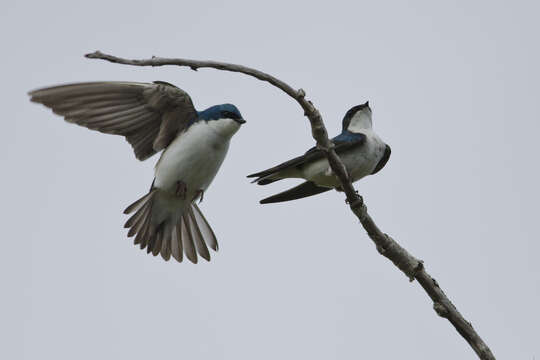 Image of Tachycineta Swallows