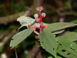 Image of Miconia ceramicarpa (DC.) Cogn.