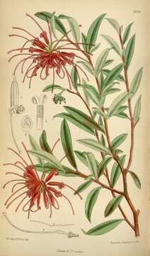 Image of Grevillea speciosa (Knight) Mc Gill.