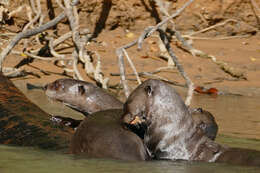 Image of giant otter