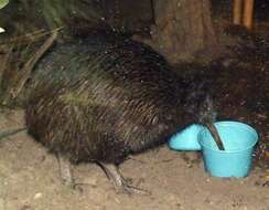 Image of Southern Brown Kiwi