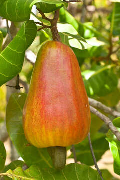 Image of cashew