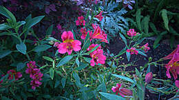 Image of Alstroemeria