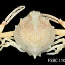 Image of spurfinger purse crab