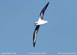 Image of White-headed Petrel