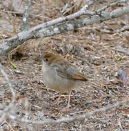 Imagem de Cisticola fulvicapilla (Vieillot 1817)