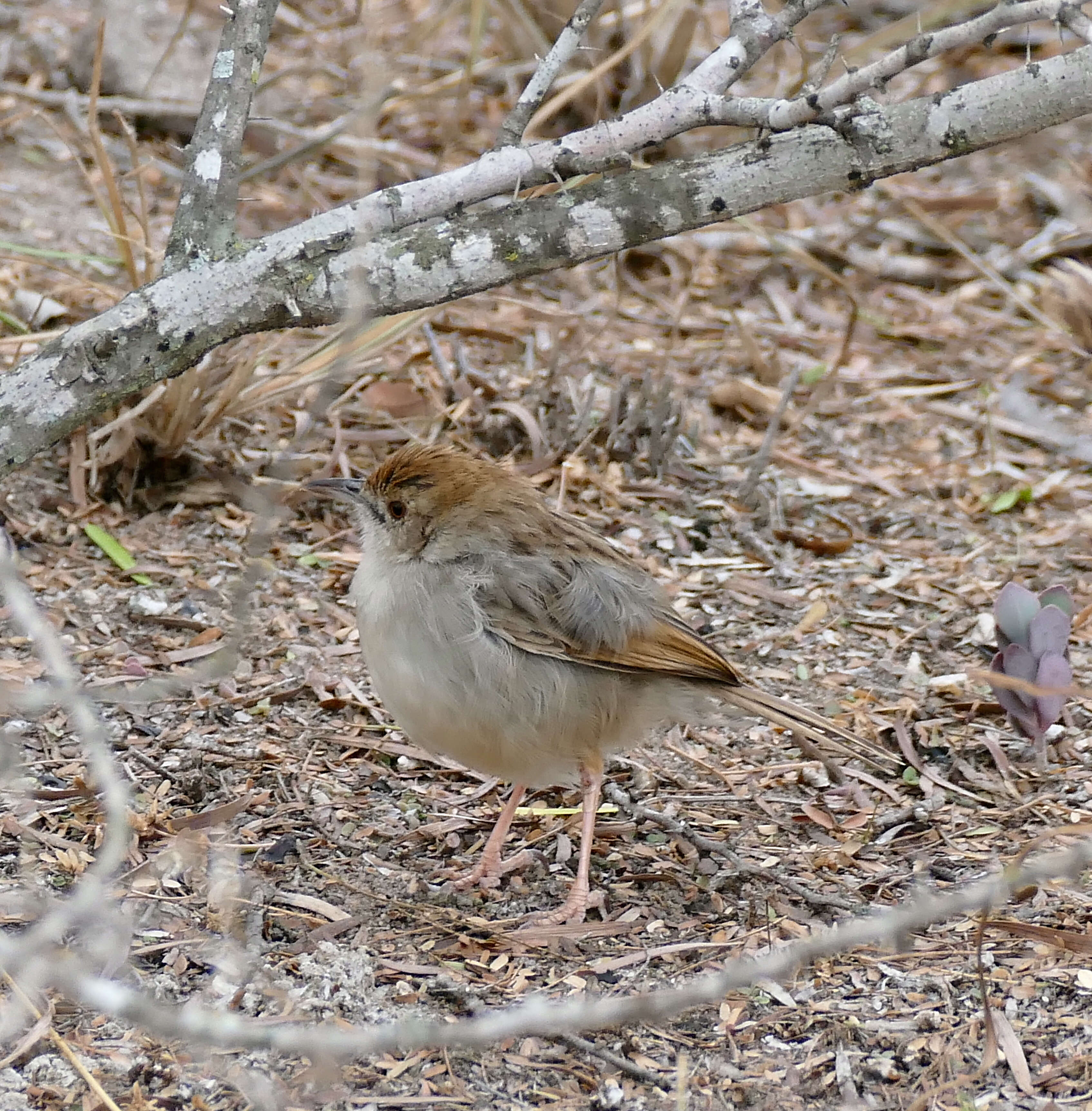 Imagem de Cisticola fulvicapilla (Vieillot 1817)