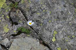 Image de Leucanthemopsis alpina subsp. alpina